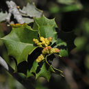 Image of Quercus palmeri Engelm.