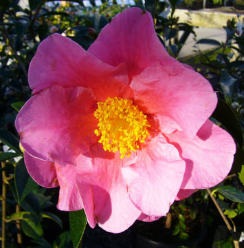 Camellia reticulata Lindl. resmi