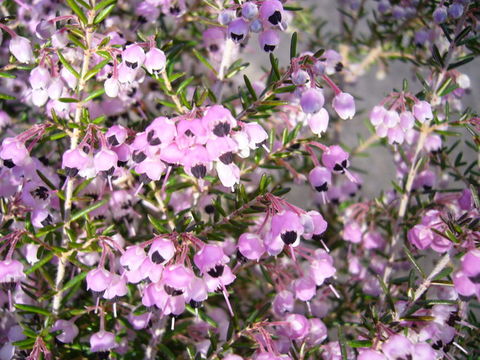 Image of hairy grey heather