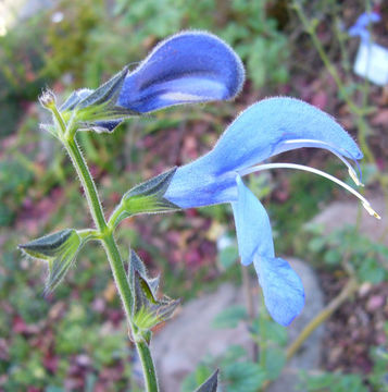 Imagem de Salvia patens Cav.