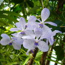 Image of vanda