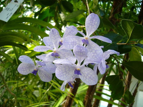 Image of blue orchid