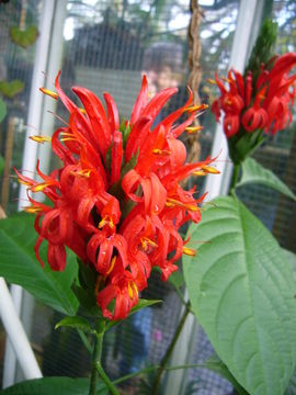 Imagem de Pachystachys spicata (Ruiz & Pav.) D. C. Wassh.