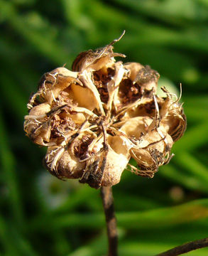 Image of tree anemone