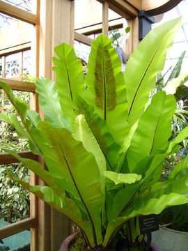 Image of Hawai'I birdnest fern