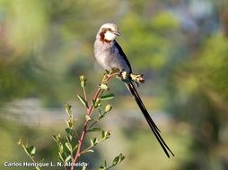 Image of Streamer-tailed Tyrant