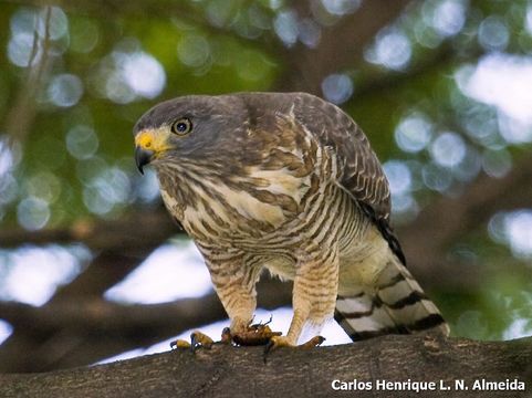 Image of Roadside Hawk