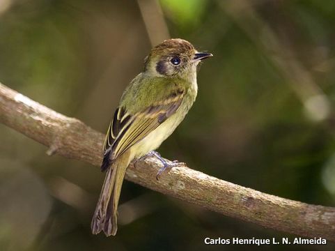 Image of Sepia-capped Flycatcher