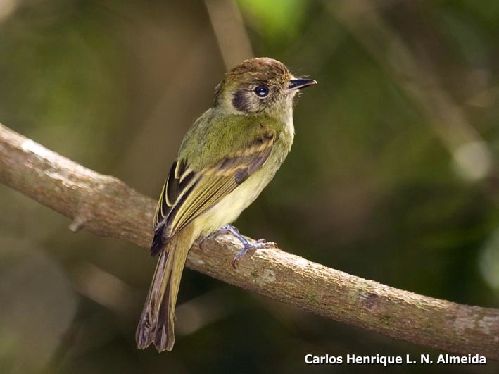 Image of Sepia-capped Flycatcher