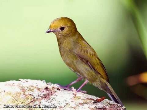 Image of Helmeted Manakin