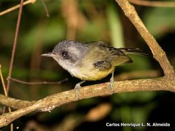 Image of Plain Antvireo