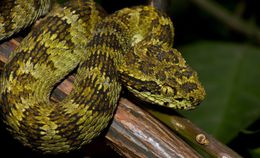 Image of Eyelash Viper