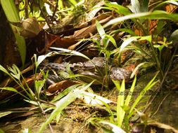 Image of Common Caiman