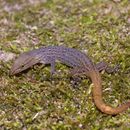 Image of Panama Least Gecko