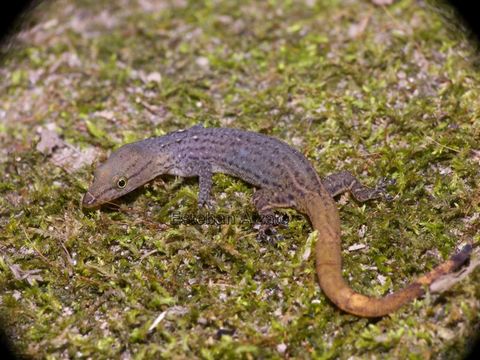 Sphaerodactylus lineolatus Lichtenstein & Von 1856 resmi