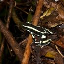 Image of Yellow-striped Poison Frog