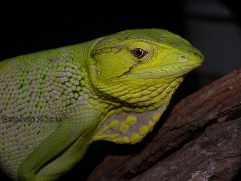 Image of Berthold's Bush Anole