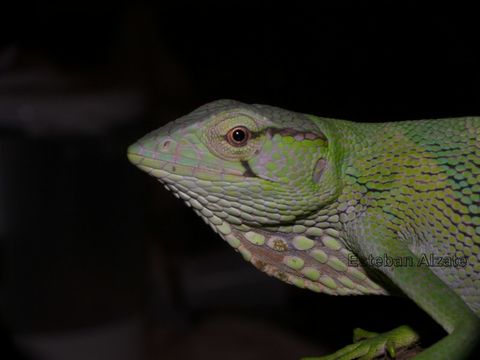 Image of Berthold's Bush Anole