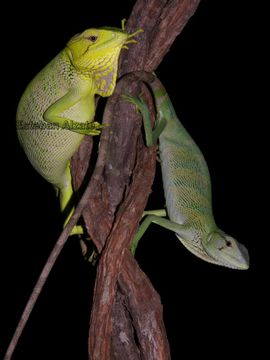 Image of Berthold's Bush Anole