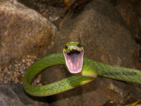 Image of Green Parrot Snake