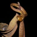 Image of Western Tree Snake