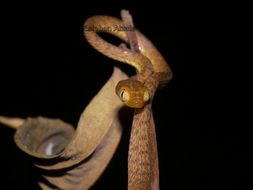 Image of Western Tree Snake