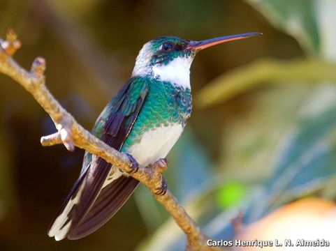 Image of White-throated Hummingbird