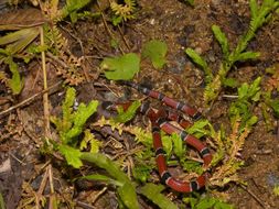 Micrurus dumerilii (Jan 1858)的圖片