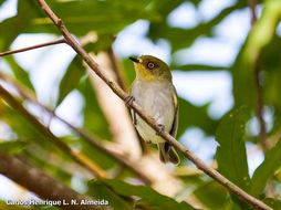 Image of Bay-ringed Tyrannulet