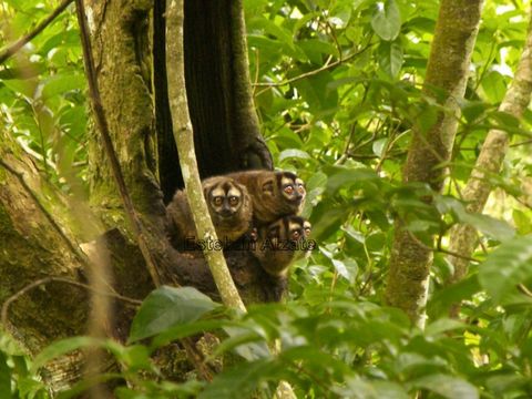 Image of Colombian Night Monkey