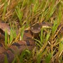 Image of cat-eyed snakes