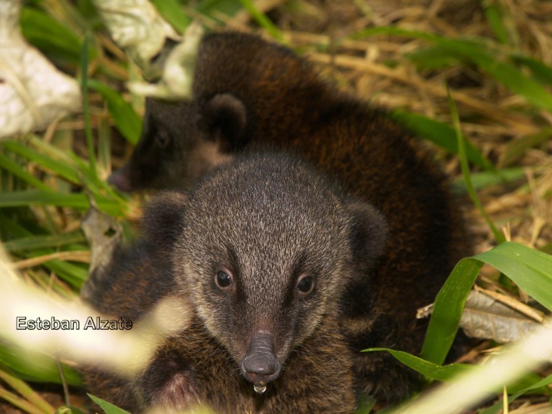 Image of South American Coati