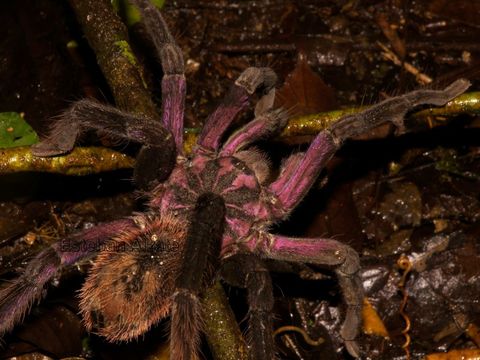 Image of Columbian lesserblack tarantula