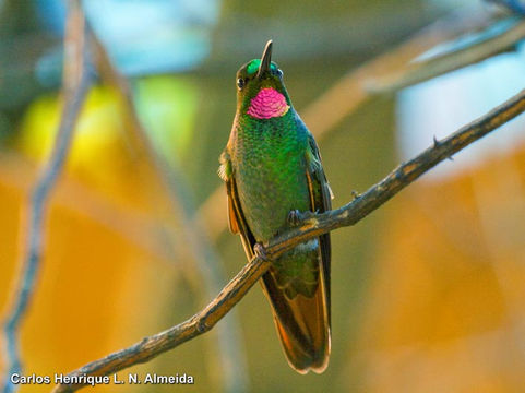 Image de Colibri rubis-émeraude