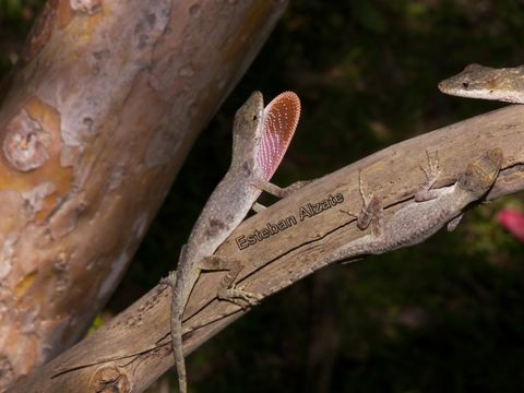 Anolis tolimensis Werner 1916 resmi