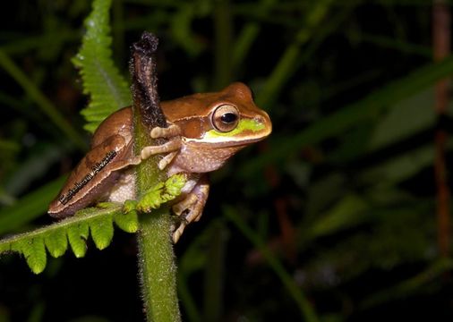 Image of Central American Smilisca