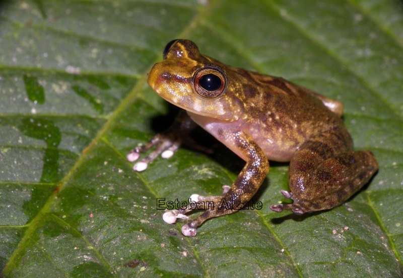 Image of Cryptobatrachus fuhrmanni (Peracca 1914)