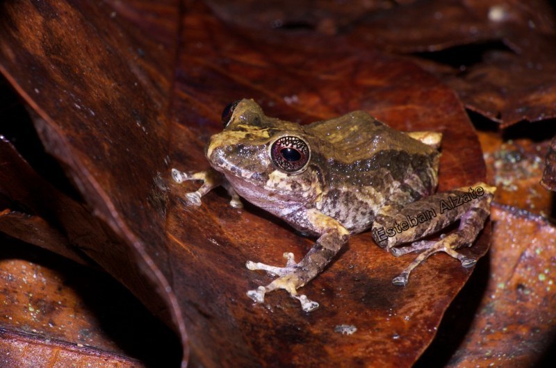 Image of Pristimantis penelopus (Lynch & Rueda-Almonacid 1999)