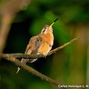 Phaethornis ruber (Linnaeus 1758) resmi