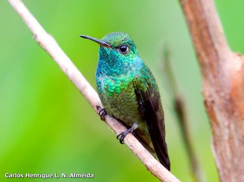 Plancia ëd <i>Amazilia versicolor</i>