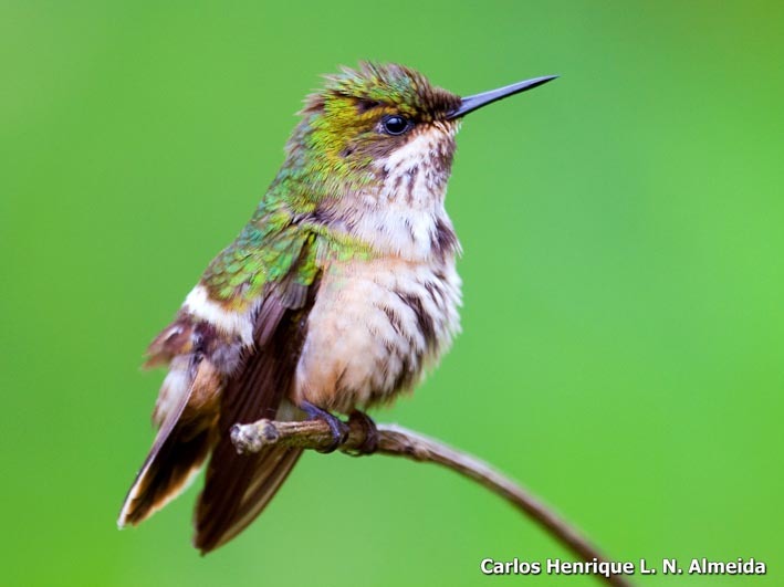 صورة Lophornis chalybeus (Temminck 1821)