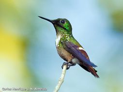 صورة Lophornis chalybeus (Temminck 1821)