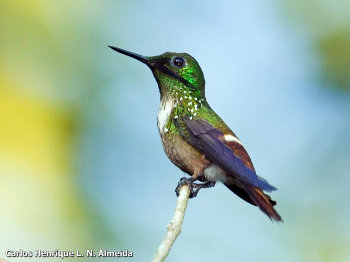 Слика од Lophornis chalybeus (Temminck 1821)