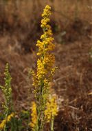 Sivun <i>Solidago californica</i> kuva