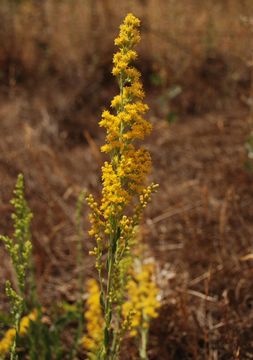 Image of <i>Solidago californica</i>