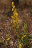 Sivun <i>Solidago californica</i> kuva