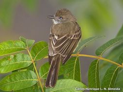 Image of Short-crested Flycatcher