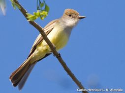 Image of Brown-crested Flycatcher