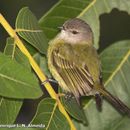 Image of Gray-capped Tyrannulet