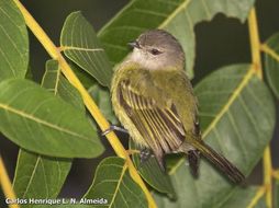 Image of Gray-capped Tyrannulet